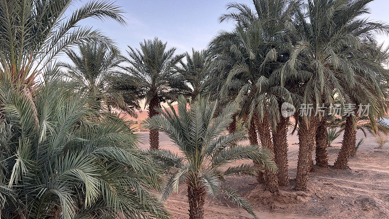 IMG_5011清晨的阳光照在棕榈树上，⁨Et-Taous⁩，⁨摩洛哥