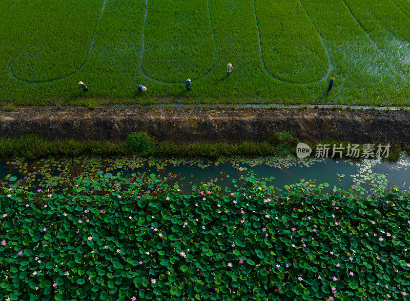 龙安省湄公河三角洲农民种植水稻的航拍照片