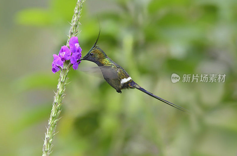 铁丝冠刺尾蜂鸟飞向一朵花