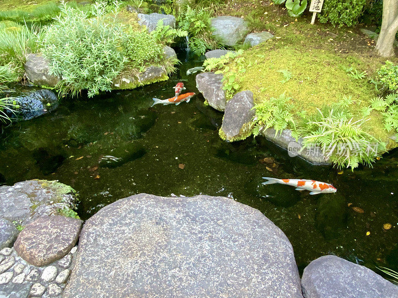 日本-镰仓-日本鲤鱼池Koï