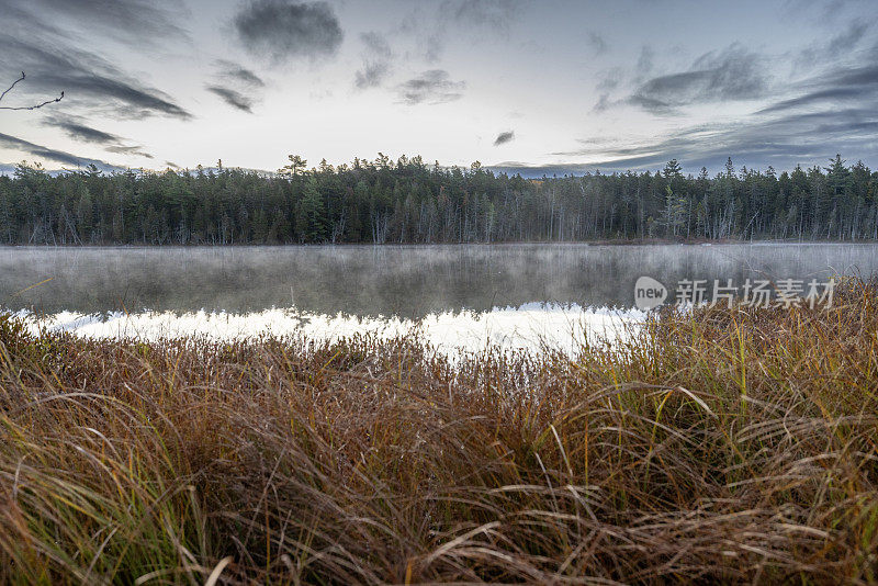 清晨，雾从缅因州森林里长满草的池塘里升起