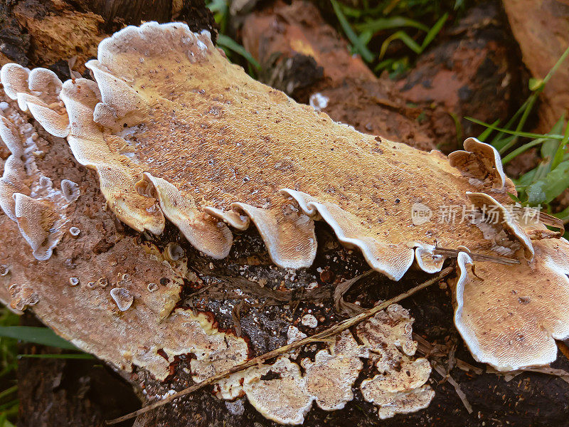 短毛栓属真菌是一种多孔，或小，薄支架真菌。