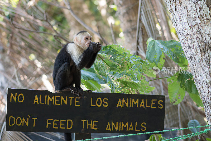 在曼努埃尔·安东尼奥国家公园里，一只白脸卷尾猴(模仿Cebus)坐在一块写着“不要给动物喂食”的牌子上。哥斯达黎加。野生动物。