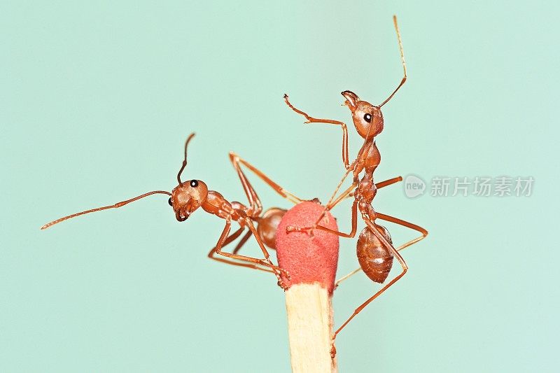 火柴顶端的蚂蚁——动物行为。
