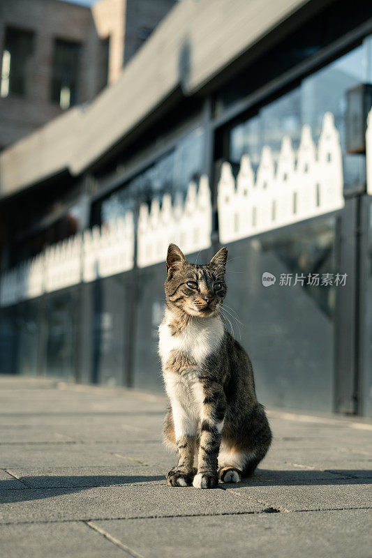 流浪猫的街头肖像