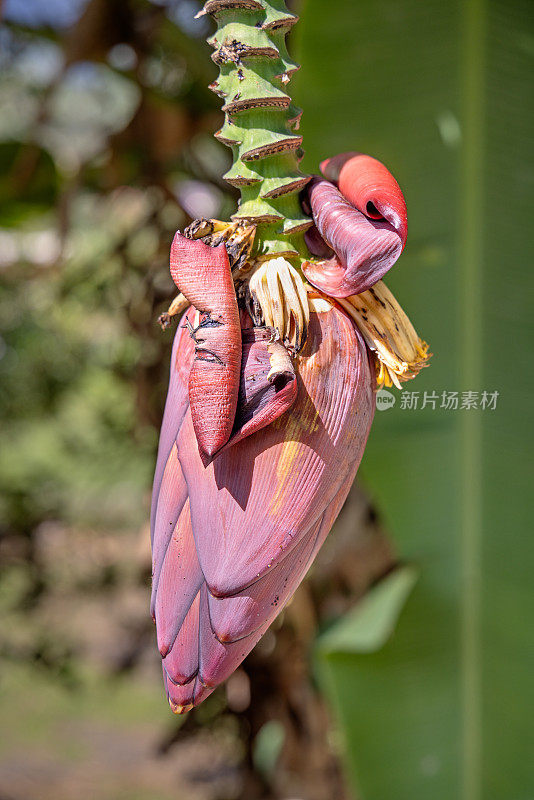 挂芭蕉花