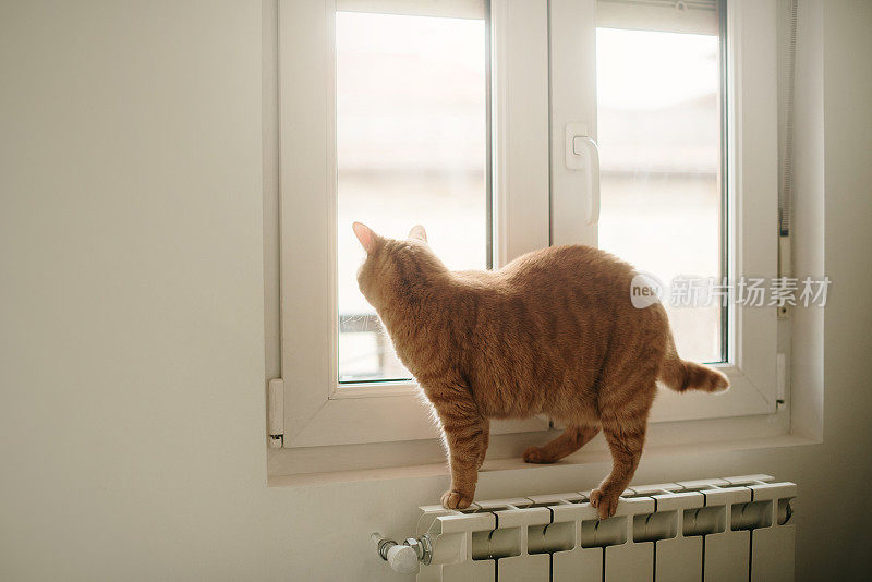 猫透过窗户往外看