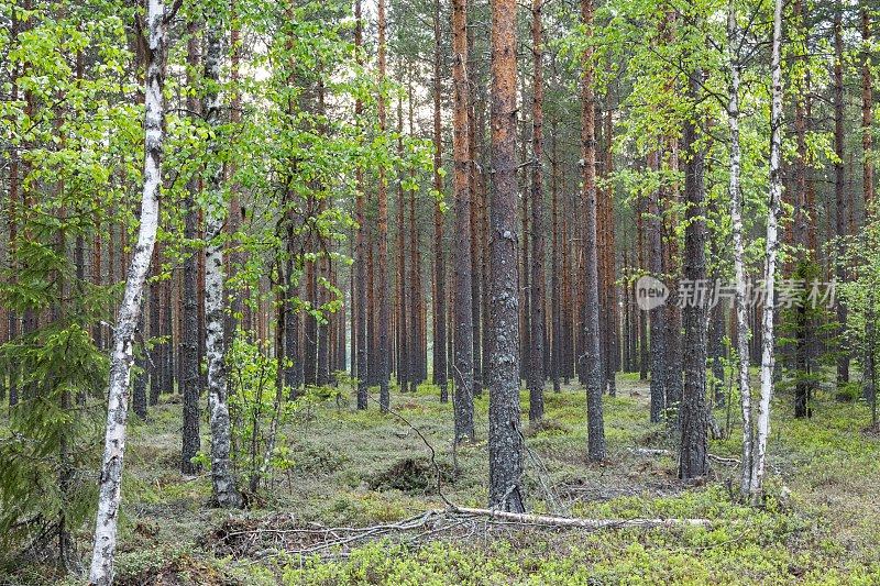 瑞典沃姆兰一片茂密的松林的近景，远处只有树干