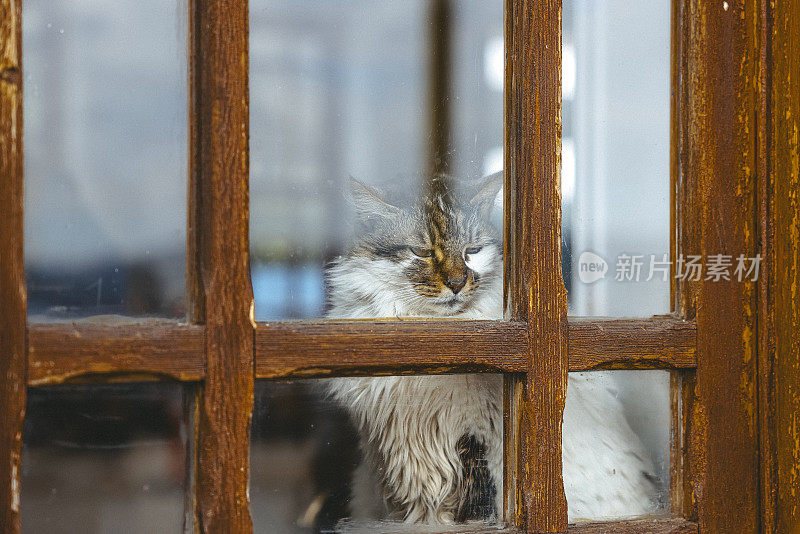 猫从窗户后面往外看