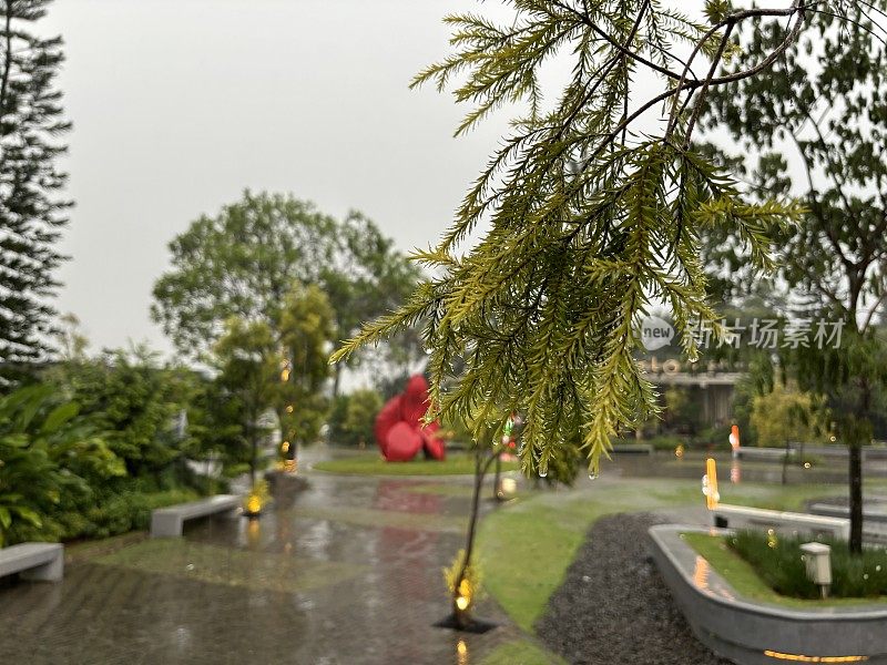 雨点落在白色的叶子上