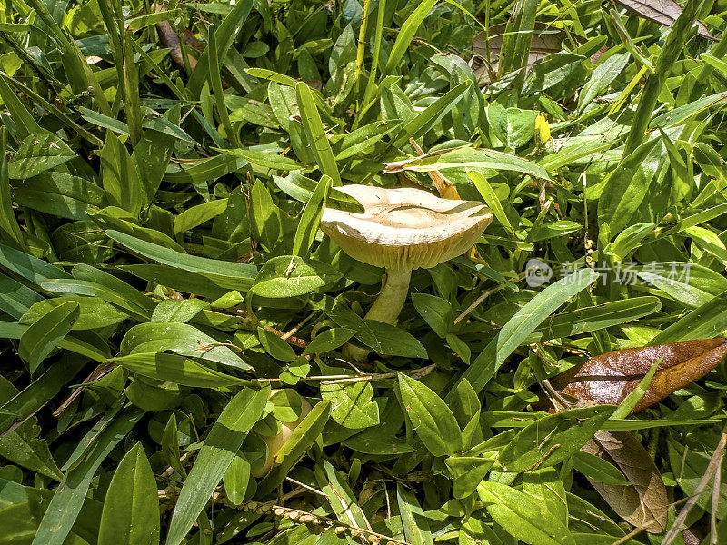 密密麻麻的野生蘑菇在一片森林的绿叶中