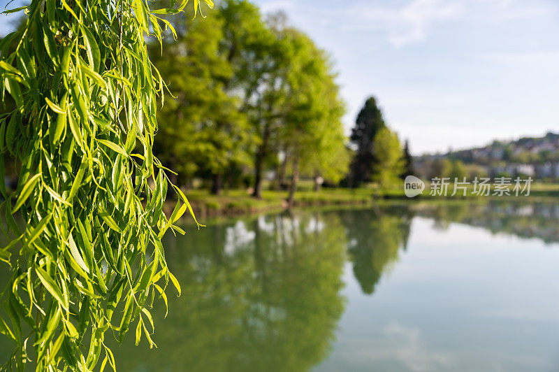 在Ajka划船湖附近的柳树特写照片