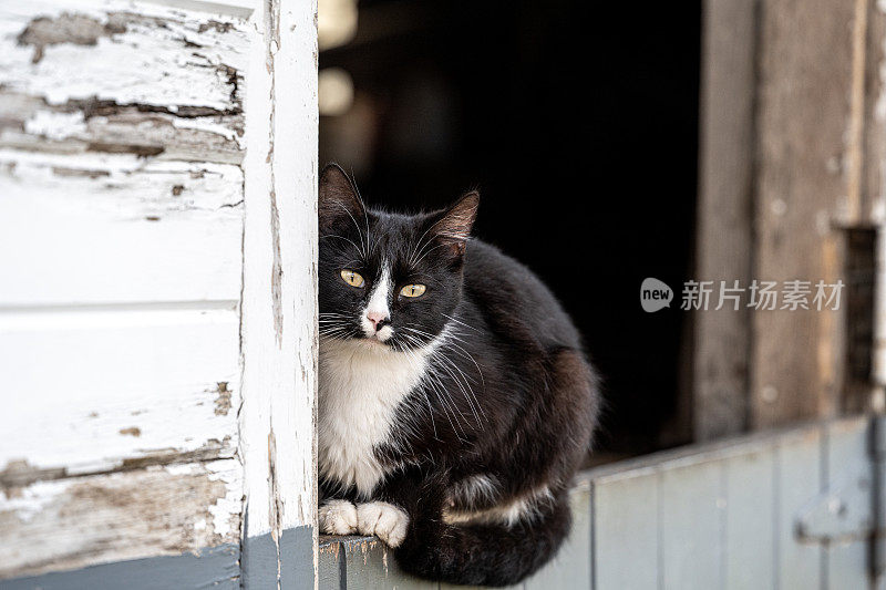 谷仓猫向谷仓门外张望。