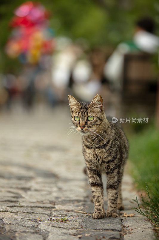 虎斑流浪猫在看镜头。