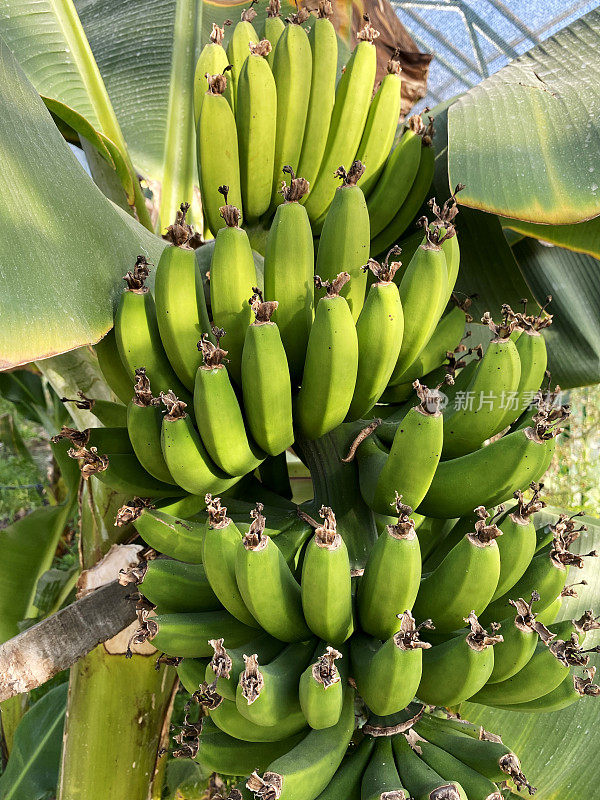 温室里树上的未成熟的绿香蕉大树枝