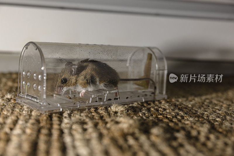 鼠夹的看法:现代人道的方式来捕捉啮齿动物在房子里。灰色花式老鼠在透明的陷阱。近距离