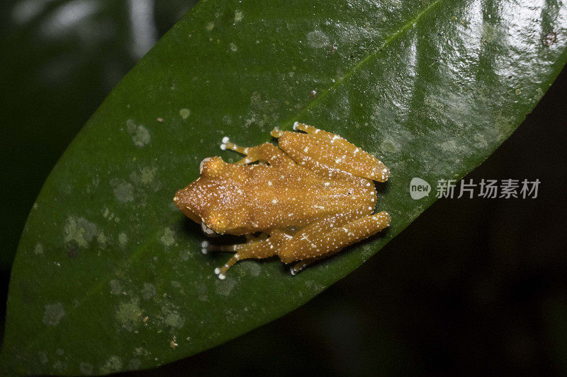 树叶上独一无二的青蛙-库存照片