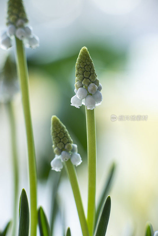 给蜜蜂的花