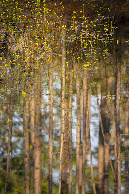 森林池塘与许多黄色漂浮的狸藻和树反射在框架的下部
