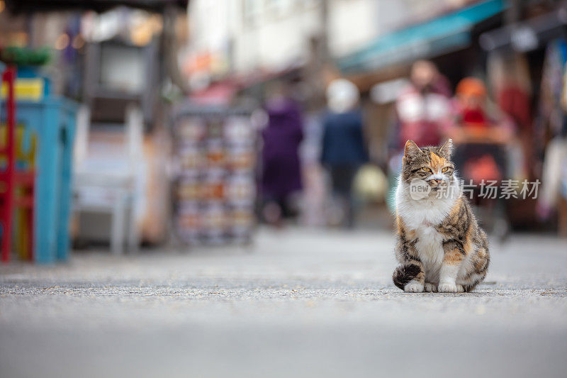 多色的流浪猫正站在街道中间。