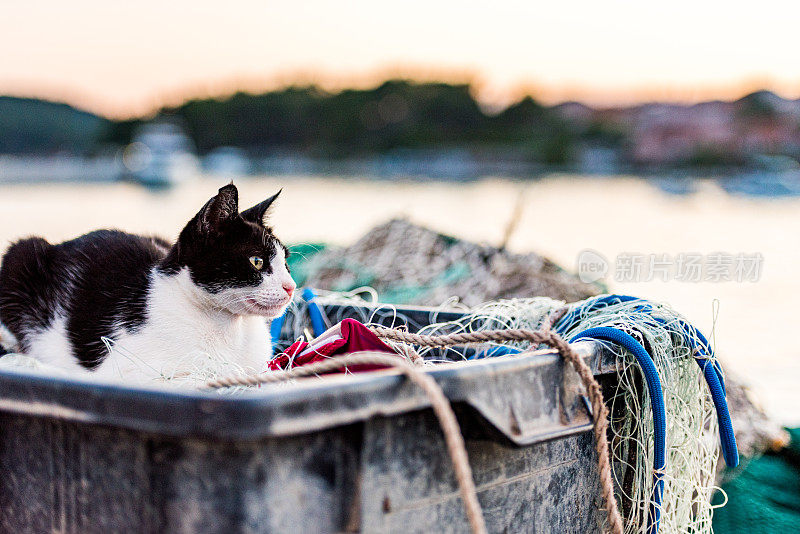 日落时的猫在渔网上休息，等待渔夫，地中海海岸