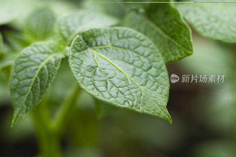 特写的马铃薯植物叶子