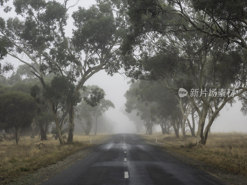 乡村道路上雾中的树