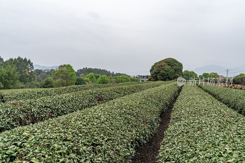 阴天的茶园