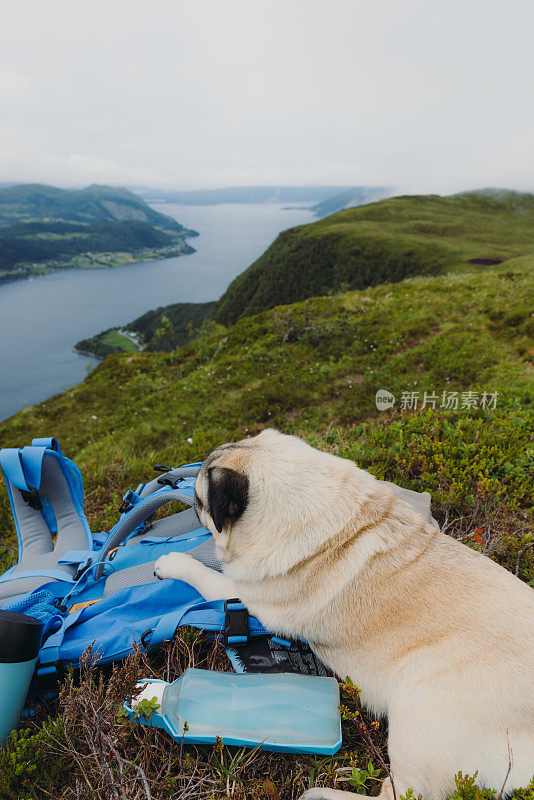 一只探索挪威美丽自然的狗