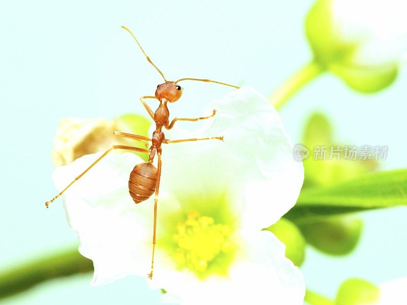 蚂蚁爬小白花――动物行为。