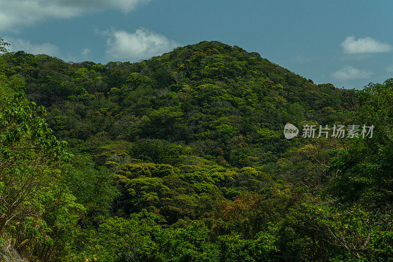 山原森林