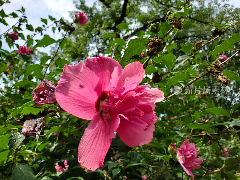 夏天，阿肯色州温泉盛开的粉红色花朵