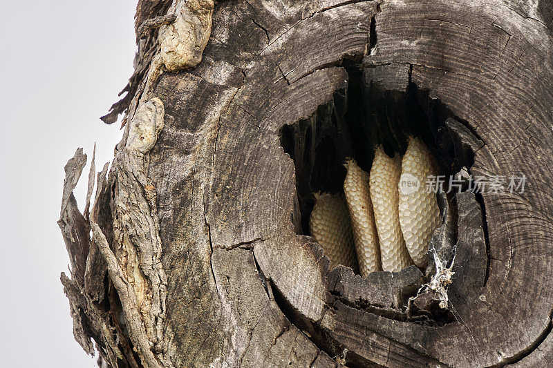 欧洲蜜蜂在一棵桉树的洞里制作的蜂巢特写