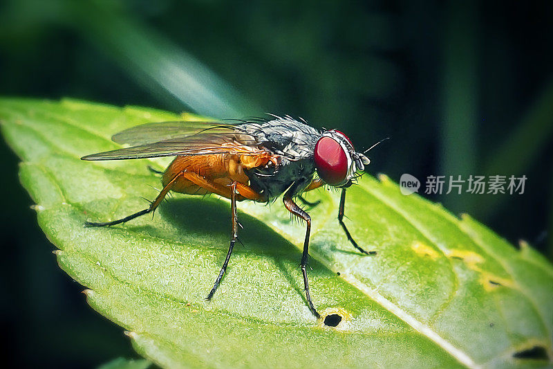 家蝇昆虫