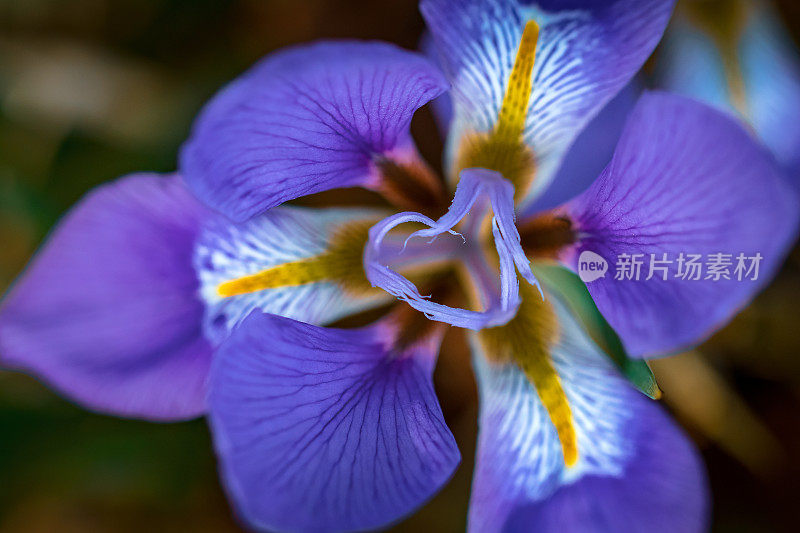 花园里的紫色鸢尾花