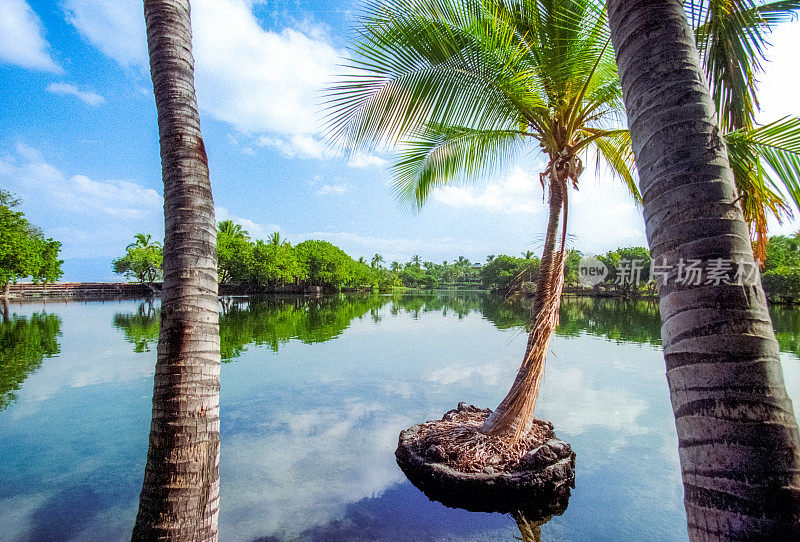 禅宗棕榈树