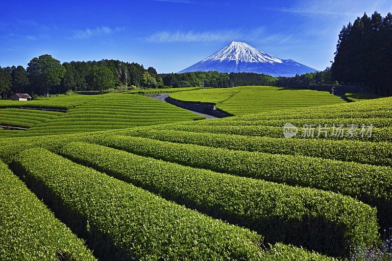 茶园和富士山，静冈县，富士，静冈县