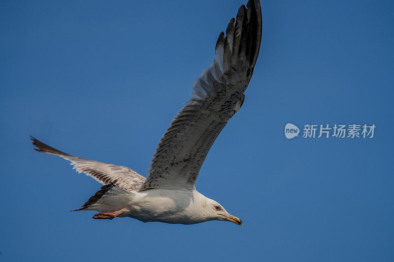 海鸥的特写，海鸟在干净的蓝天中飞翔