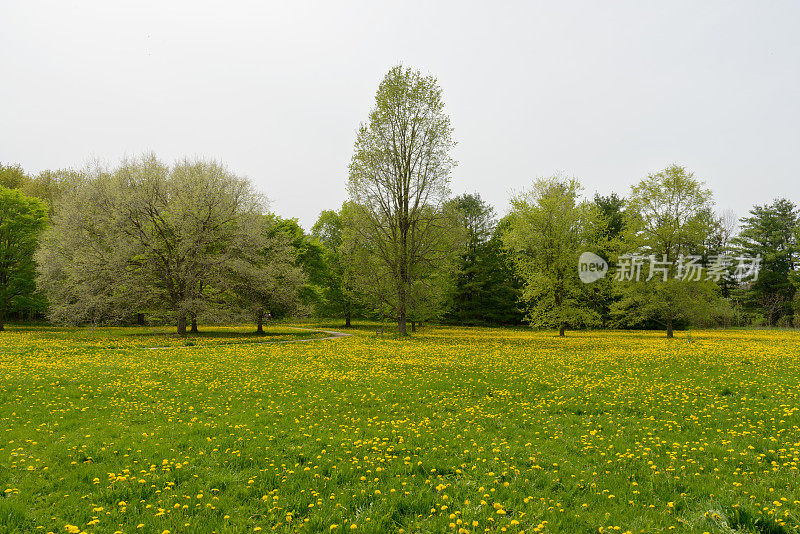 蒲公英侵扰——这种开黄色花的杂草正在占领草坪