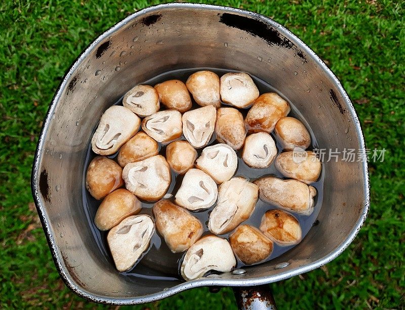 水煮草菇——食品制备。