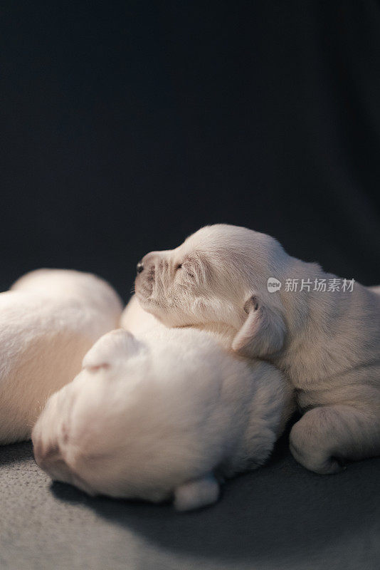 第16天新生的白色拉布拉多犬躺在毯子上