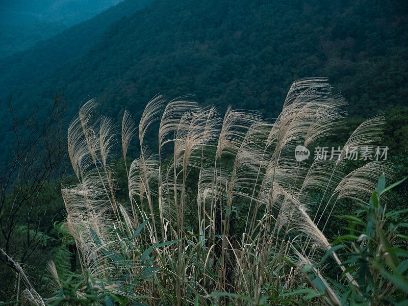 生长在山顶的芒草