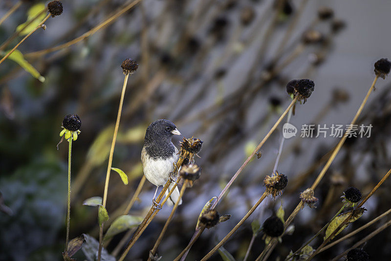 一只雄性黑眼睛Junco