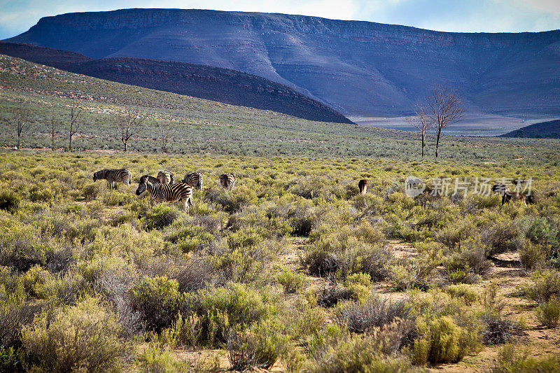 斑马，水牛，在南非吃草