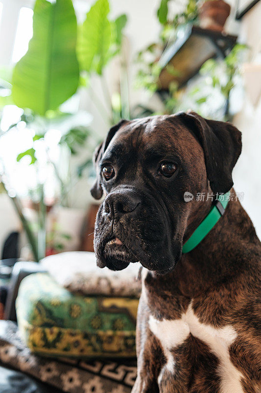 一只雄性拳师犬的肖像
