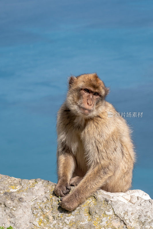 巴巴里猕猴坐在直布罗陀岩石上，背景是海景