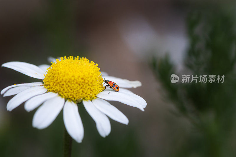 花头上的瓢虫