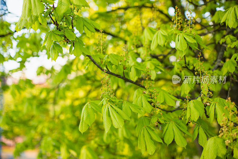 栗。树枝上的绿叶。春天的自然背景。