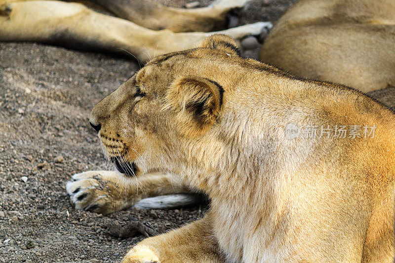 古吉拉特邦吉尔森林国家公园里的亚洲狮。印度国家公园里的亚洲狮。雌性亚洲狮是美洲豹的一种，今天只存在于印度。