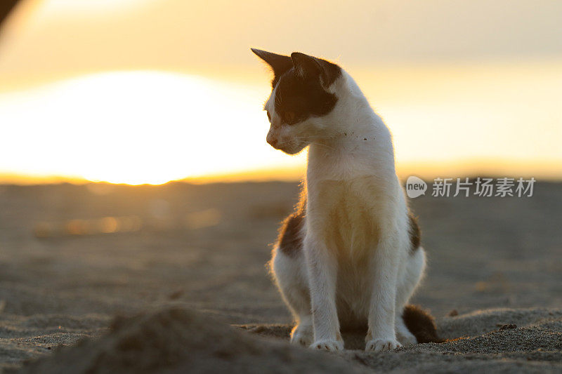 日落时分，猫在海滩上玩耍